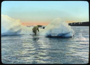 Image: Polar Bear at Etah